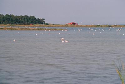 Torre Salinas  una torre aragonese. Si trova su un promontorio nel sud della Sardegna. Nei pressi gli stagni di Feraxi con i suoi fenicotteri bianchi e rosa che potete vedere in foto.