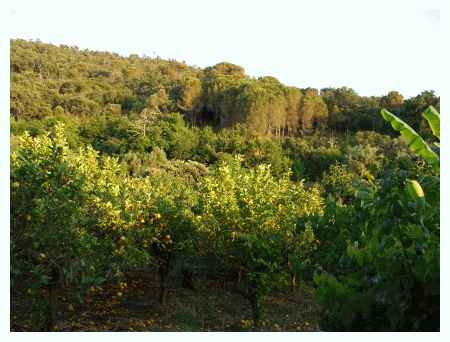 Agrumeti e bosco di conifere si mescolano in questa fascia di zona protetta.